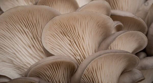 Gluosninė kreivabudė - Oyster Mushroom (Pleurotus ostreatus)