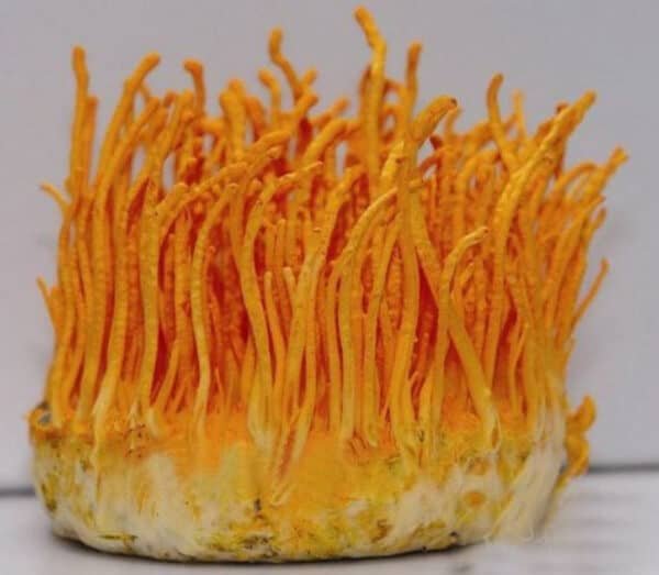 karingoji grūdmenė - Orange Caterpillar Mushroom (Cordyceps militaris)