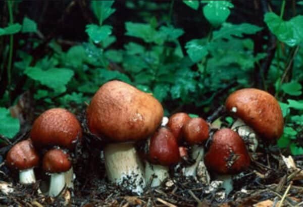 Rusvakepurė gleilviabudė - Garden Gigant Mushroom (Stropharia rugoso-annulata)