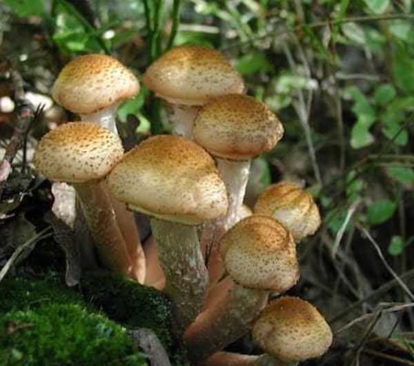 Paprastasis kelmutis - Honey Mushroom (Armillaria mellea) rąstams