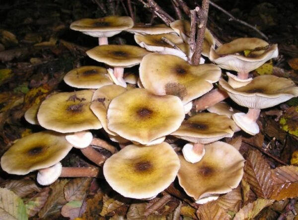 Paprastasis kelmutis - Honey Mushroom (Armillaria mellea) rąstams