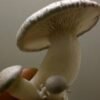 Karališkas trimitas - King Oyster Mushroom ERYNGII (Pleurotus eryngii)