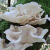 Pilkšvoji kreivabudė - Summer Oyster Mushroom PHOENIX (Pleurotus pulmonarius) rąstams