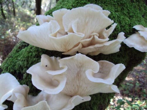 Pilkšvoji kreivabudė - Summer Oyster Mushroom PHOENIX (Pleurotus pulmonarius) rąstams