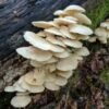 Pilkšvoji kreivabudė - Summer Oyster Mushroom PHOENIX (Pleurotus pulmonarius) rąstams