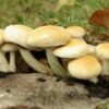 Cilindrinė dirvabudė - Poplar Mushroom PIOPPINO (Agrocybe aegerita) rąstams