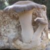 Karališkas trimitas - King Oyster Mushroom ERYNGII (Pleurotus eryngii)