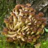 Cilindrinė dirvabudė - Poplar Mushroom PIOPPINO (Agrocybe aegerita) rąstams