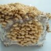Plempė - Velvet Foot Collybia ENOKI (Flammulina velutipes)