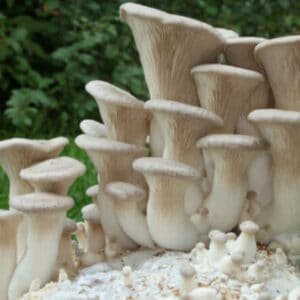 Karališkas trimitas - King Oyster Mushroom ERYNGII (Pleurotus eryngii)