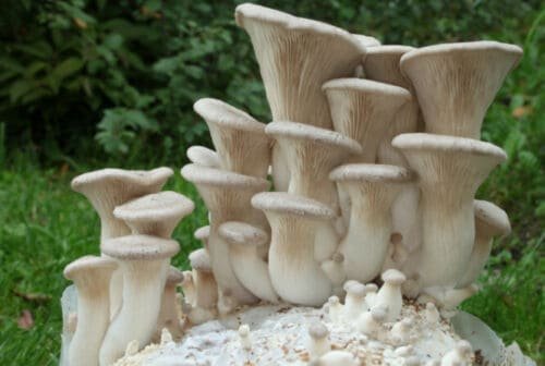 Karališkas trimitas - King Oyster Mushroom ERYNGII (Pleurotus eryngii)
