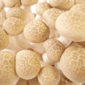 Baltieji Beech Mushroom BUNA-SHIMEJI (Hypsizygus marmoreus) rąstams
