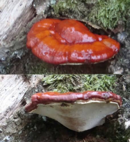 Tikrinis blizgutis Raudonas- Reishi Mushroom Red REISHI (Ganoderma lucidum)