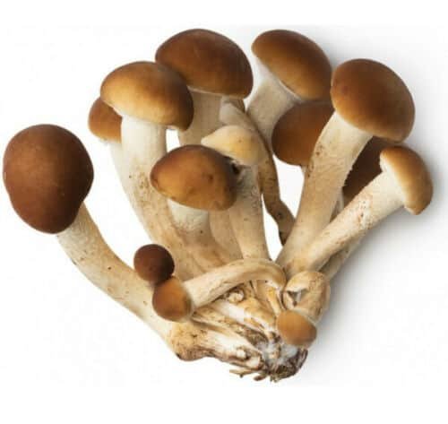 Cilindrinė dirvabudė - Poplar Mushroom PIOPPINO (Agrocybe aegerita) rąstams