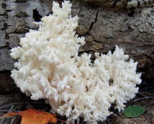 Korališkasis trapiadyglis - Coral Tooth Fungus (Hericium ramosum)