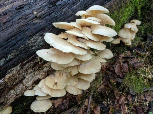 Pilkšvoji kreivabudė - Summer Oyster Mushroom PHOENIX (Pleurotus pulmonarius) rąstams