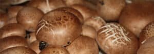 Rudasis Pievagrybis - Brown button mushroom (Agaricus bisporus)