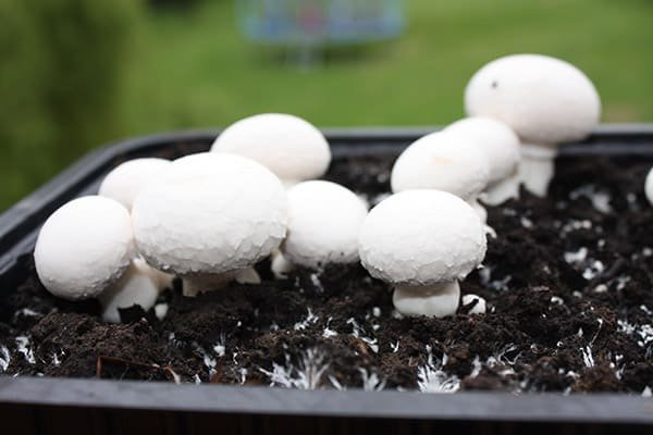 Baltasis Pievagrybis - White button mushroom (Agaricus bisporus)