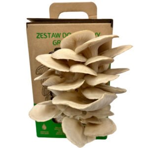 Gluosninė kreivabudė - Oyster Mushroom (Pleurotus ostreatus)