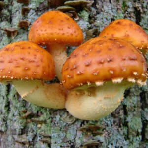 Lipnioji Skujagalvė - Chestnut Mushroom (Pholiota adiposa)