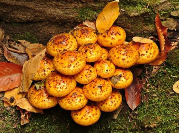 Lipnioji Skujagalvė - Chestnut Mushroom (Pholiota adiposa)