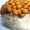 Skujagalvė - Nameko Mushroom NAMEKO (Pholiota nameko) rąstams