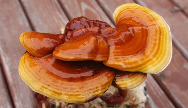 Tikrinis blizgutis Raudonasis – Reishi Mushroom Red REISHI (Ganoderma lucidum)