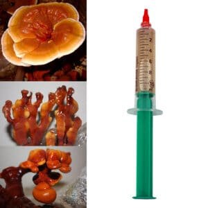 Tikrinis blizgutis Raudonasis – Reishi Mushroom Red REISHI (Ganoderma lucidum)