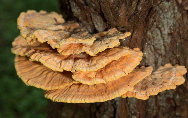 Valgomoji geltonpintė Sulphur Shelf Chicken of the Woods (Laetiporus sulphureus) grūdai