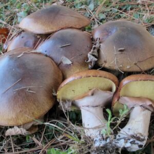 Suillus luteus tikrasis kazlėkas grybų auginimas