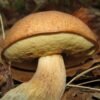 Boletus reticulatus Vasarinis baravykas grybiena grybai