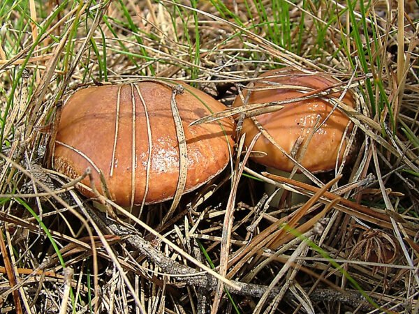 Tikrasis kazlėkas Suillus luteus grybiena grybai grybų auginimas