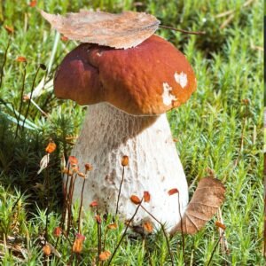 Tikrinis baravykas boletus edulis auginimas grybiena Lietuvoje kaina