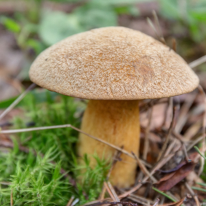 Žalsvasis aksombaravykis – Suede Bolete Xerocomus subtomentosus auginimas grybiena Lietuvoje kaina