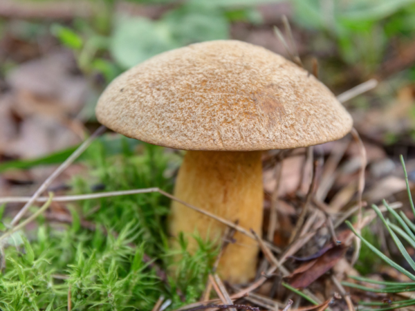 Žalsvasis aksombaravykis – Suede Bolete Xerocomus subtomentosus auginimas grybiena Lietuvoje kaina