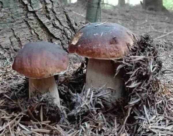 Boletus Edulis auginimas namuose miške