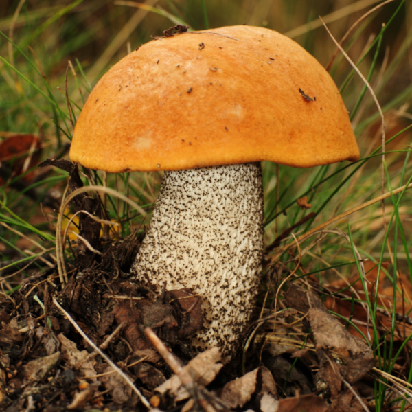 Raudonikis grybiena - Red Bucket (Leccinum aurantiacum) grybiena - Image 3