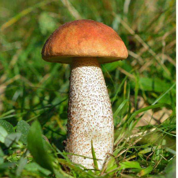 Raudonikis grybiena - Red Bucket (Leccinum aurantiacum) grybiena - Image 2