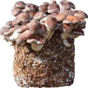 Shiitake substrato blokas auginimui namuose