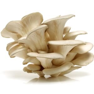 Šviežios gluosninė kreivabudė - Oyster Mushroom (Pleurotus ostreatus)