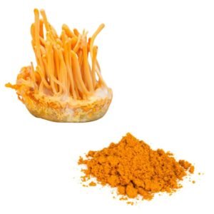 Džiovinta malta karingoji grūdmenė - Orange Caterpillar Mushroom (Cordyceps militaris)