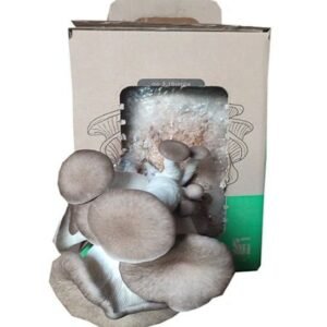 Juodojo perlo kreivabudžių auginimo rinkinys (Pleurotus ostreatus hybrid) pakuotė