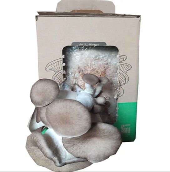 Juodojo perlo kreivabudžių auginimo rinkinys (Pleurotus ostreatus hybrid) pakuotė