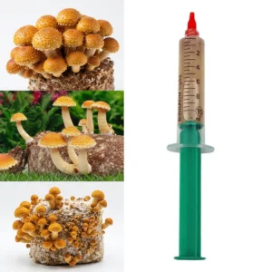 Lipnioji skujagalvė (Pholiota adiposa) skysta grybiena – Chestnut Mushroom kultūra auginimui 10ml
