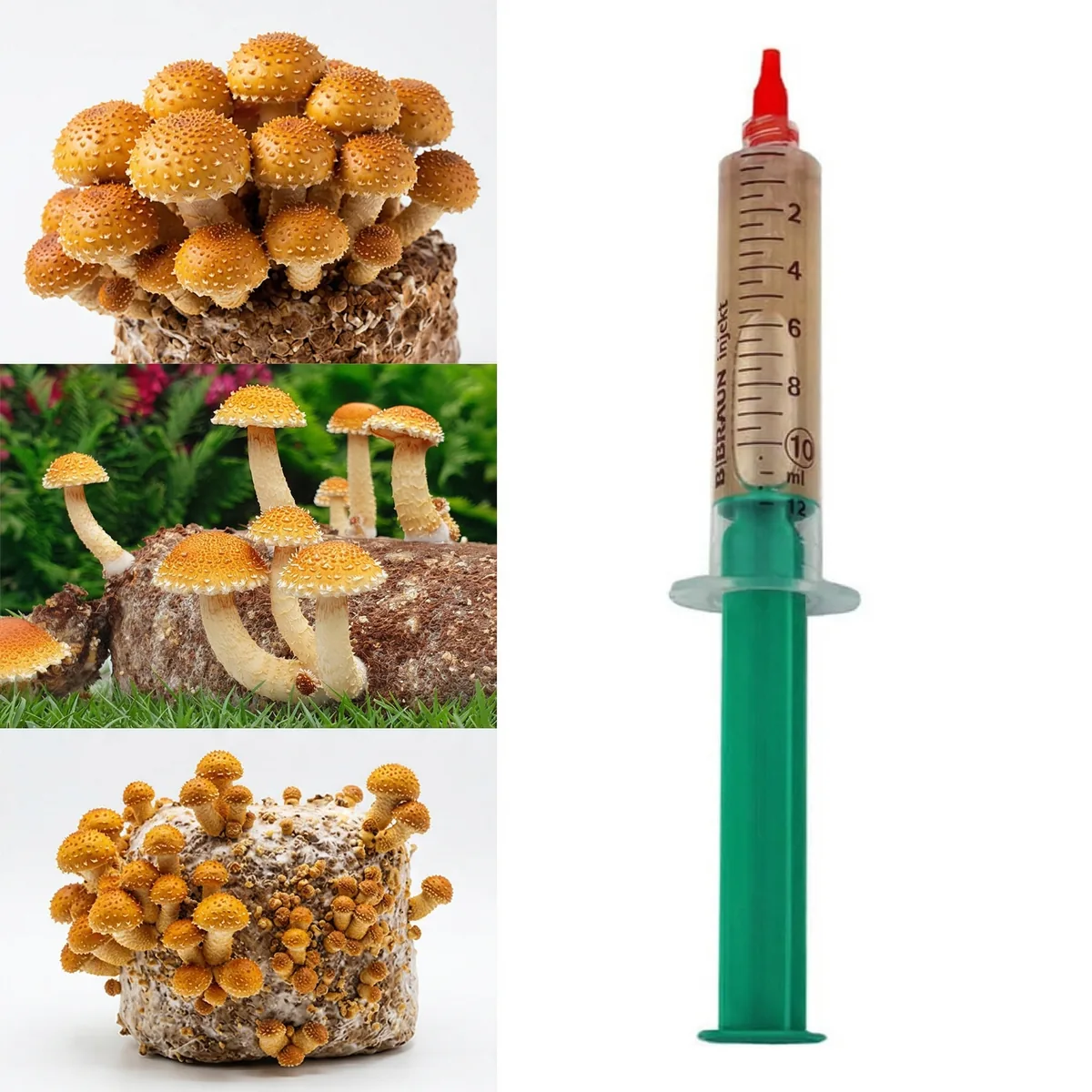 Lipnioji skujagalvė (Pholiota adiposa) skysta grybiena – Chestnut Mushroom kultūra auginimui 10ml