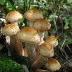 Paprastasis kelmutis – Honey Mushroom (Armillaria mellea), grybiena ant grūdų, 5 l