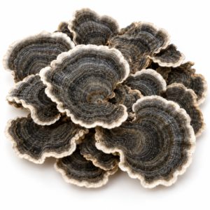 Iliustracinė tamsių džiovintų Turkey Tail grybų (Trametes versicolor) nuotrauka